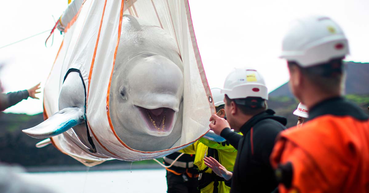 No hay mayor felicidad que la libertad, ballena beluga recupera su libertad en Islandia