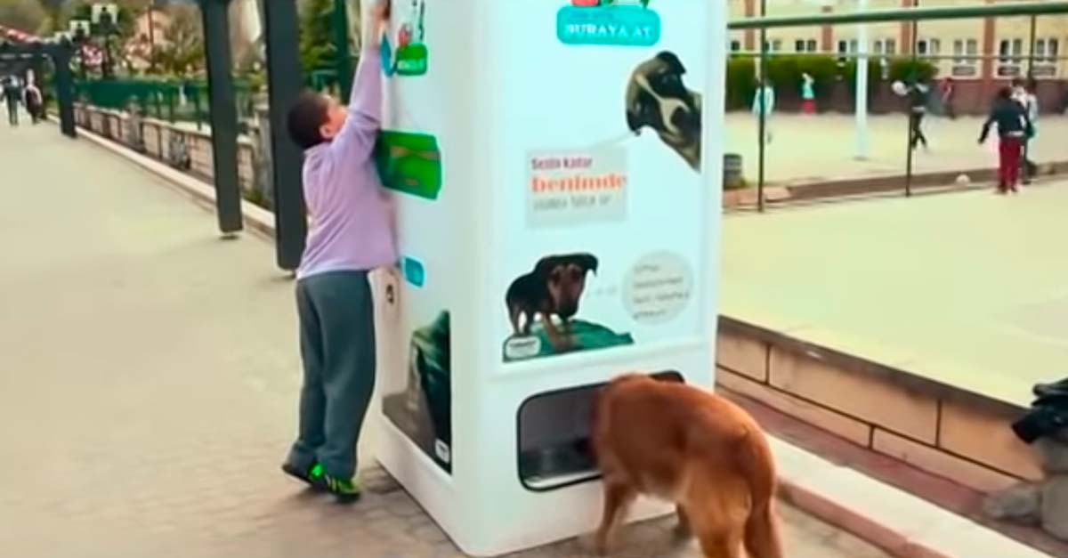 Máquina cambia botellas de plástico por comida para perritos sin hogar