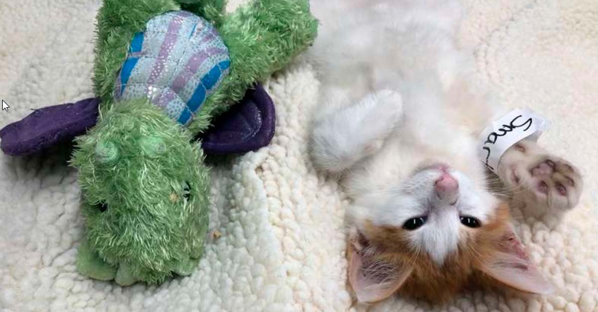 Veterinarios permitieron a gatito temeroso ser operado acompañado de su amigo… un muñeco
