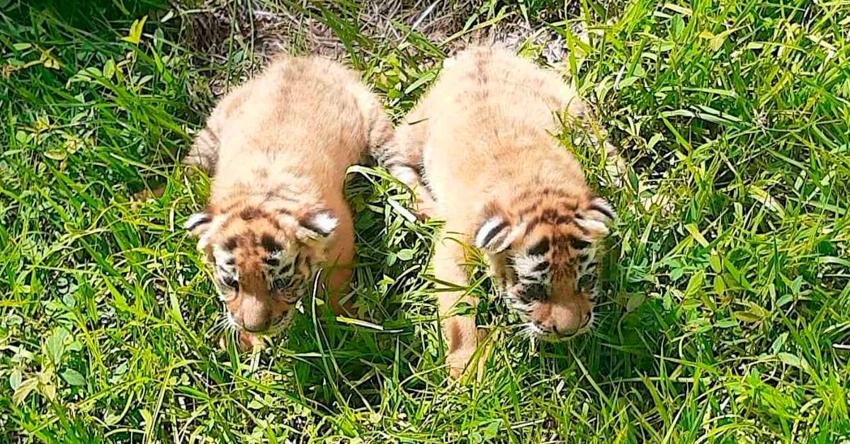 Nacen en Colombia 2 cachorros de tigre de bengala, especie en peligro de extinción