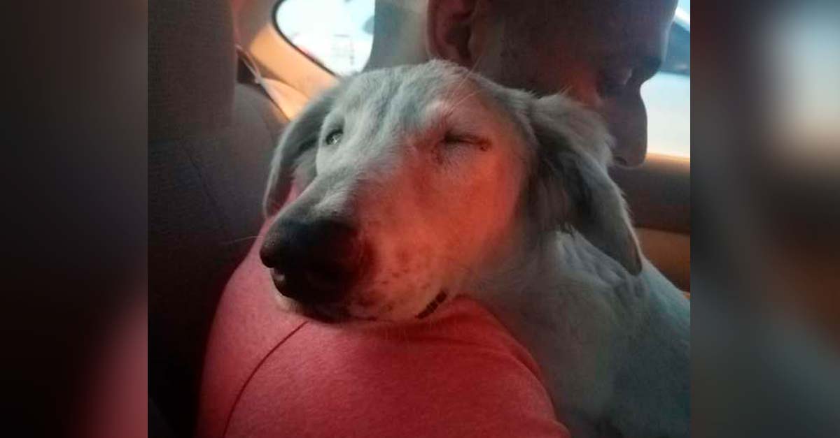 Esta es la cara de un perrito rescatado cuando sabe que se dirige a su nuevo hogar