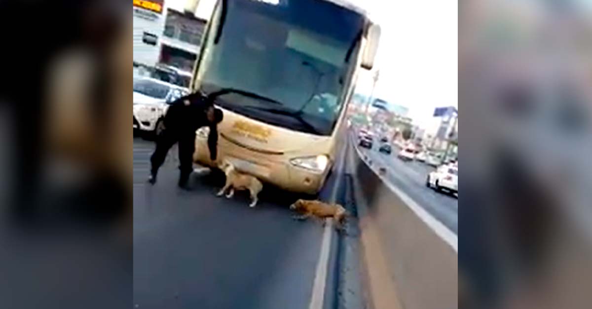Policías animalistas rescatan a perritos acurrucados a un lado de la autopista