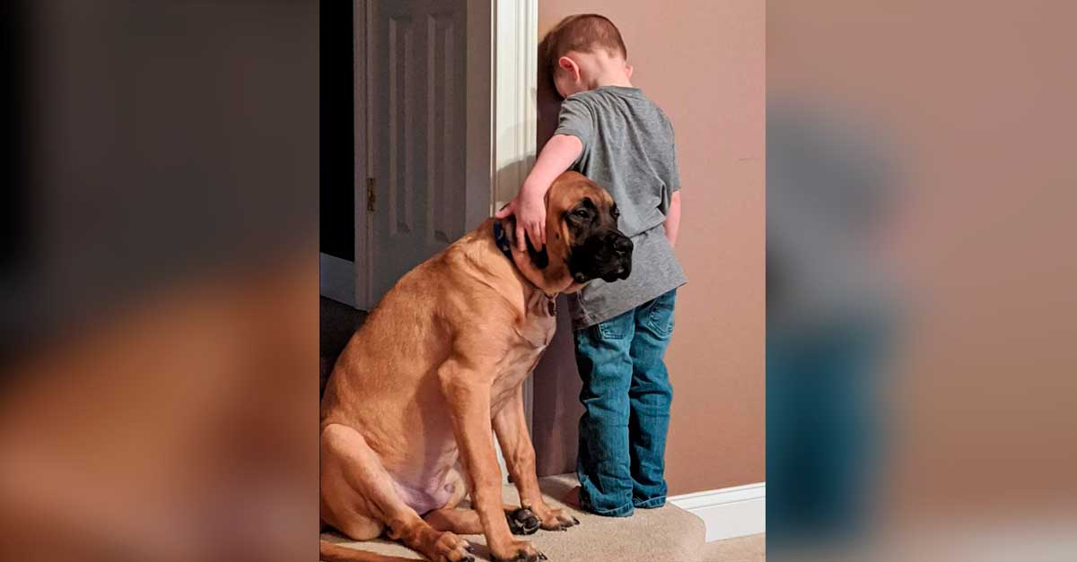 Este perrito ama a su niño y cuando su madre lo castigó, él permaneció firme a su lado