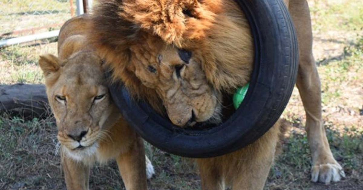 Pareja de leones rescatados de circo tocan por primera vez el césped bajo sus pies
