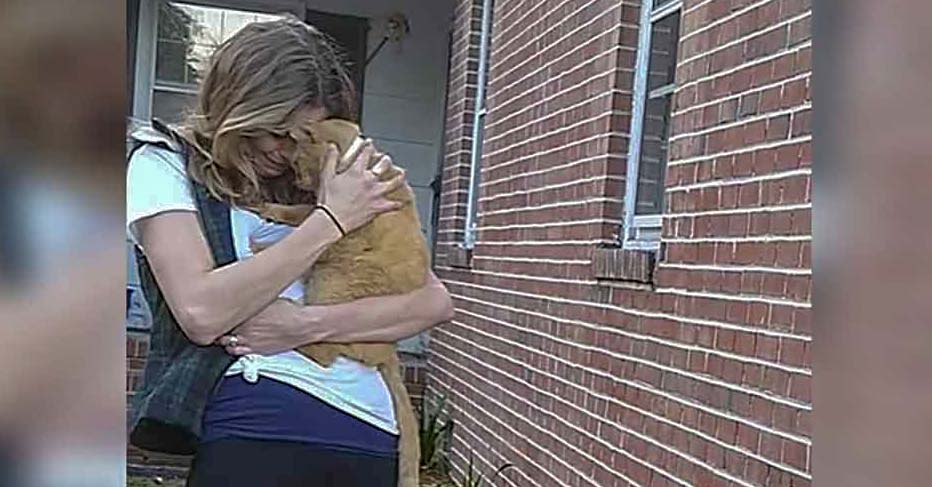 Gatito se perdió por 2 años y salta a los brazos de su mamá cuando la vio