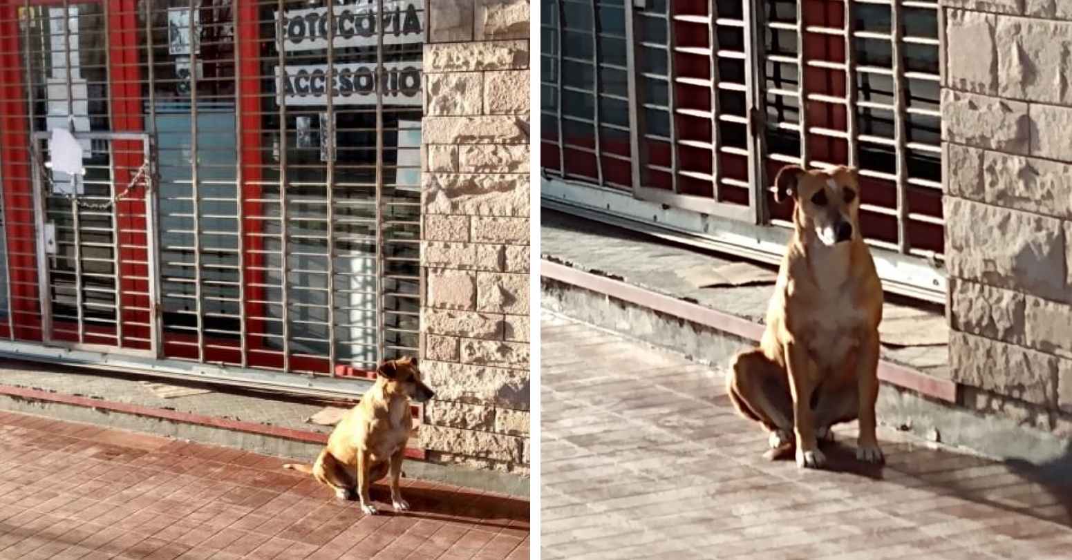 La dueña de esta librería falleció, era buena persona, una perrita callejera aún la espera