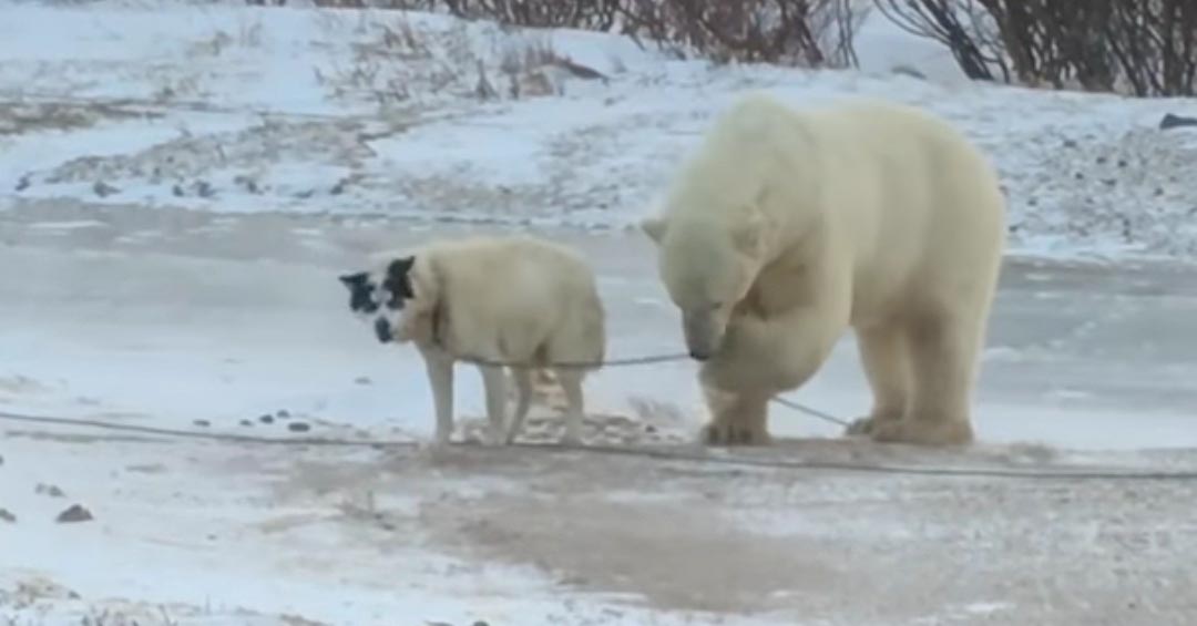 Osito polar encuentra un perrito encadenado y quiere soltarlo para que juegue con él