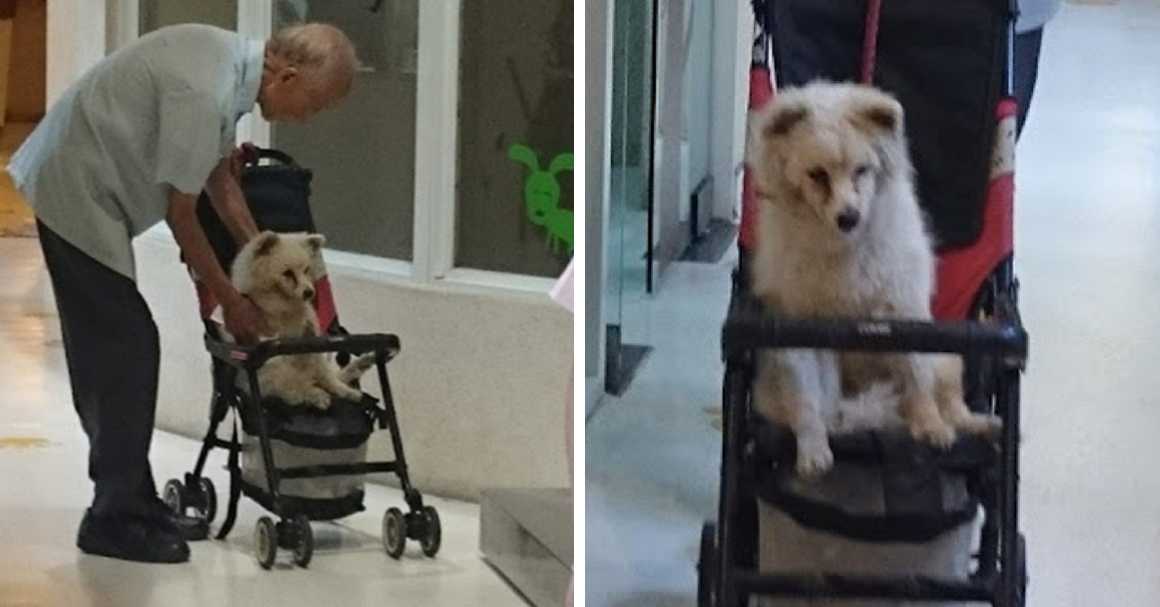 Abuelo saca a pasear a su amigo, un perrito viejito en un carro de bebé