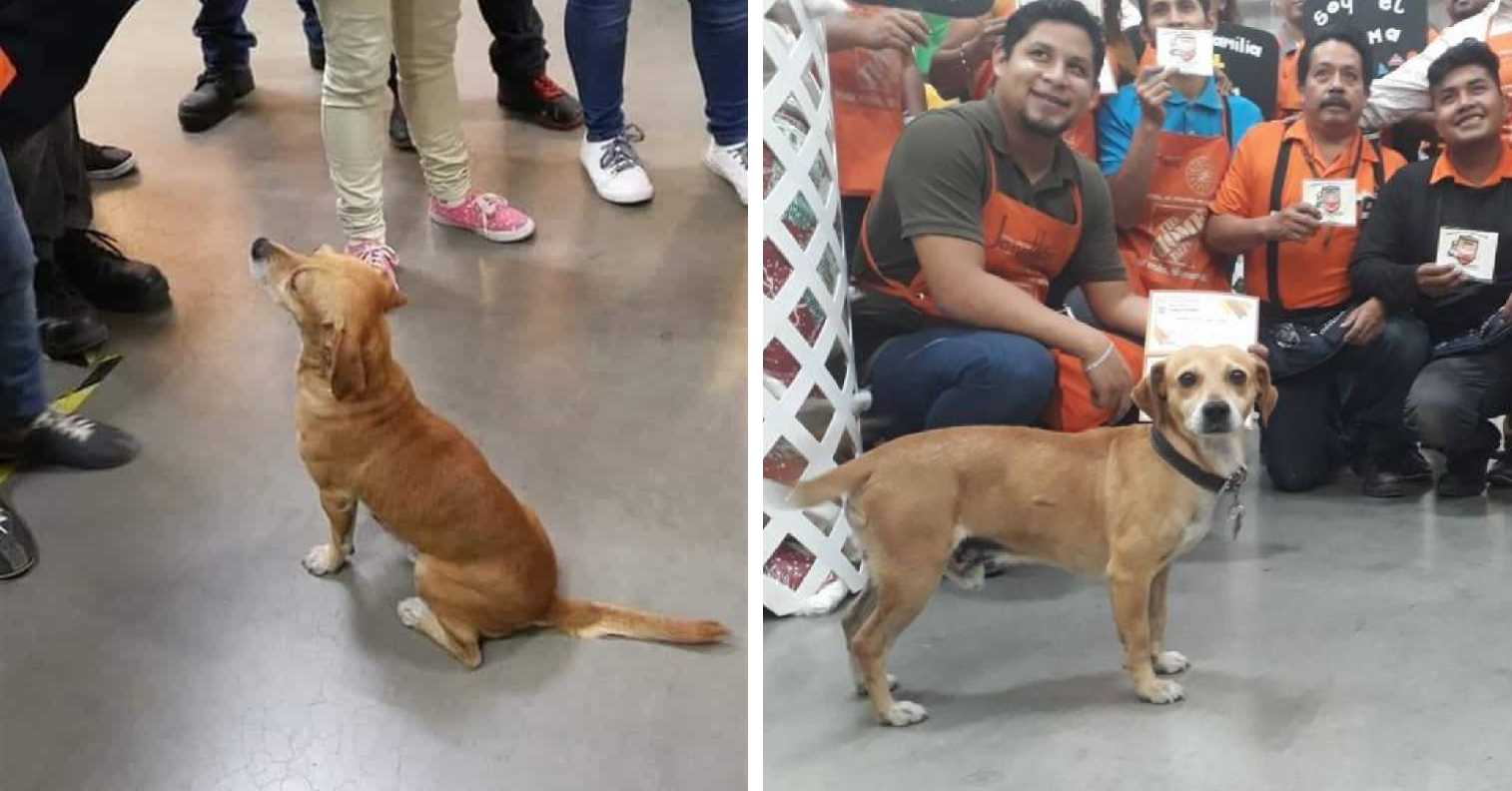 Home Depot se convierte en el hogar de perrito callejero que visitaba mucho la tienda
