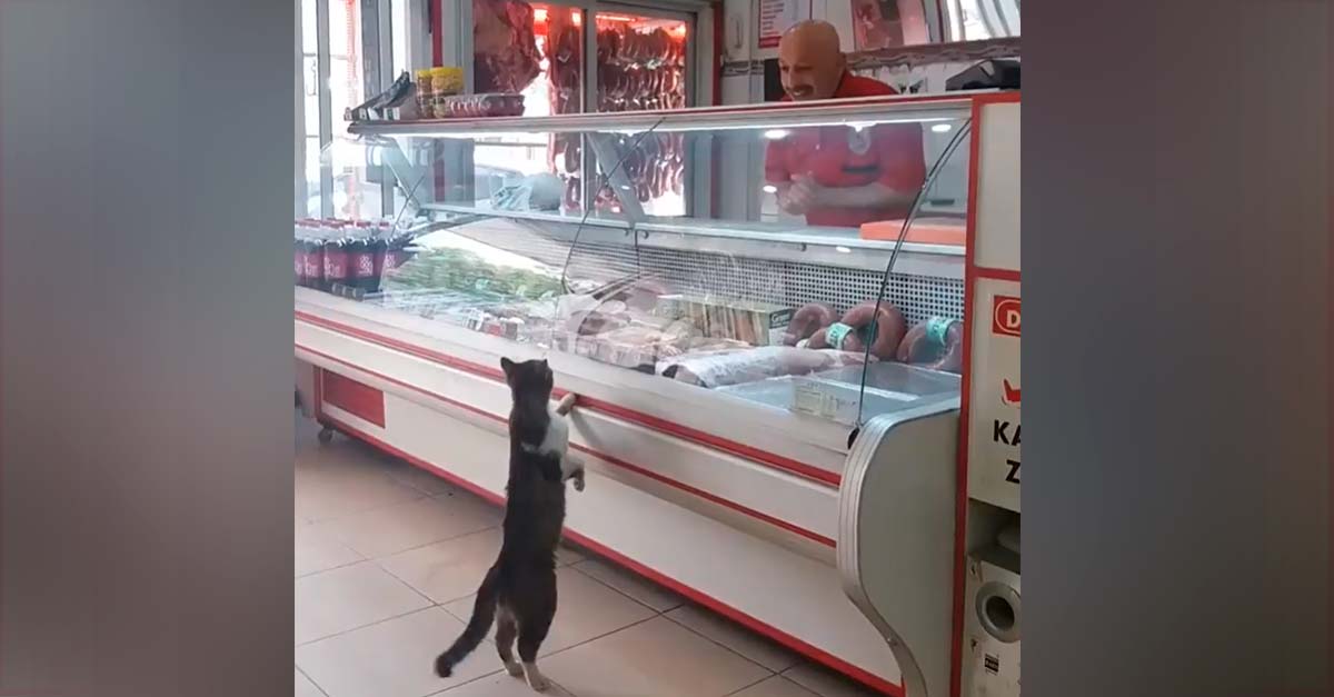 Carnicero alimenta a este gatito de la calle que se acerca a su vitrina a pedir comidita