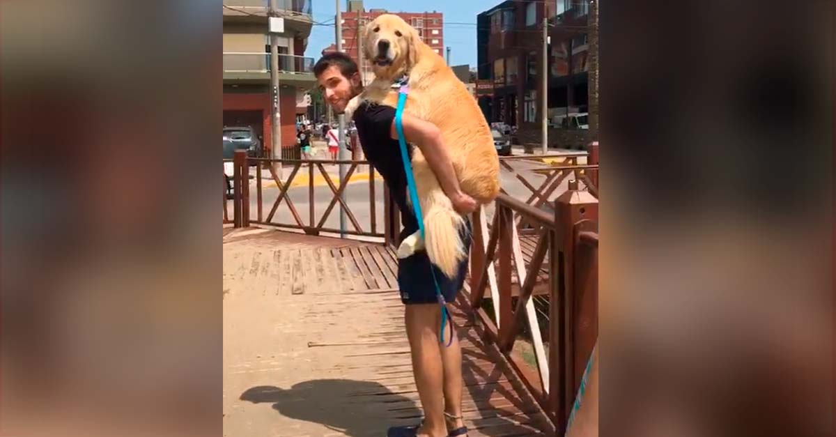 Este hombre cargó a su perrito para que la arena caliente no quemara sus patitas