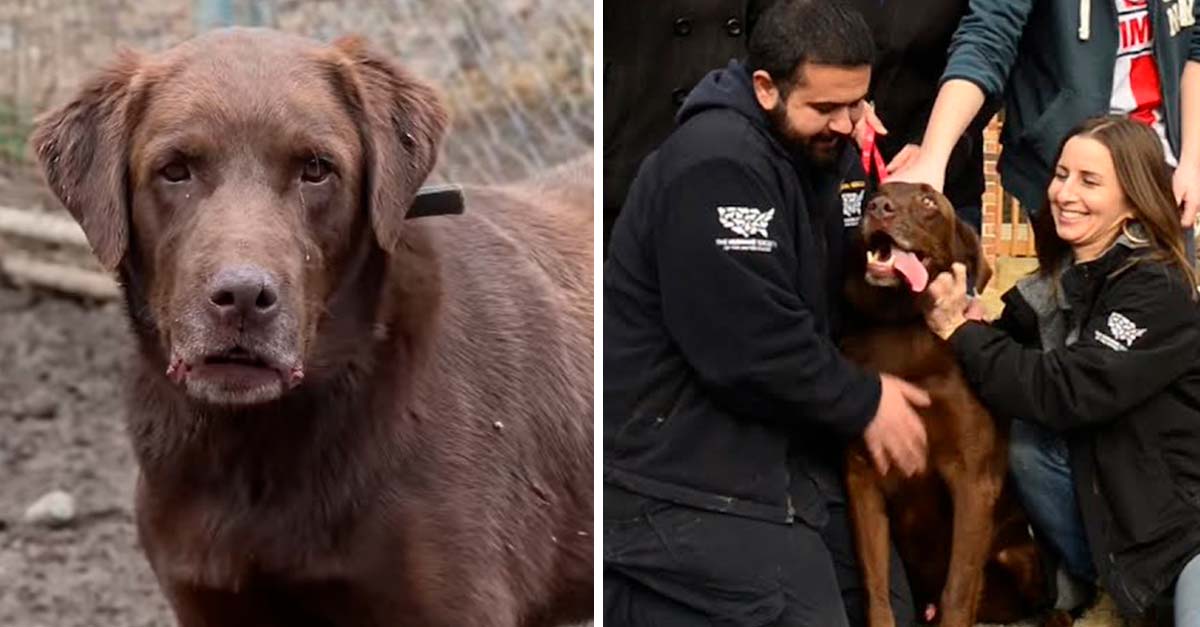Estuvo atrapado 5 años en una perrera ilegal, hoy finalmente pudo volver con su familia