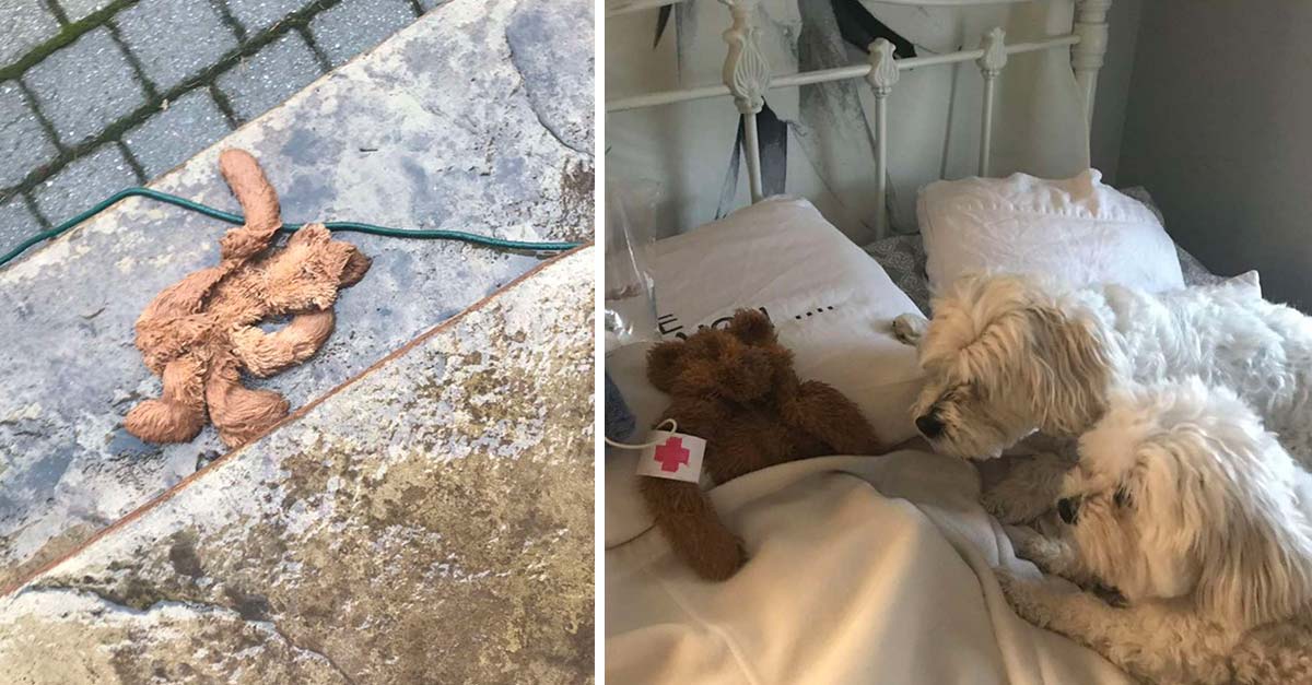 El papá de estos perritos salvó al mejor amigo de sus hijos perrunos: un osito de peluche