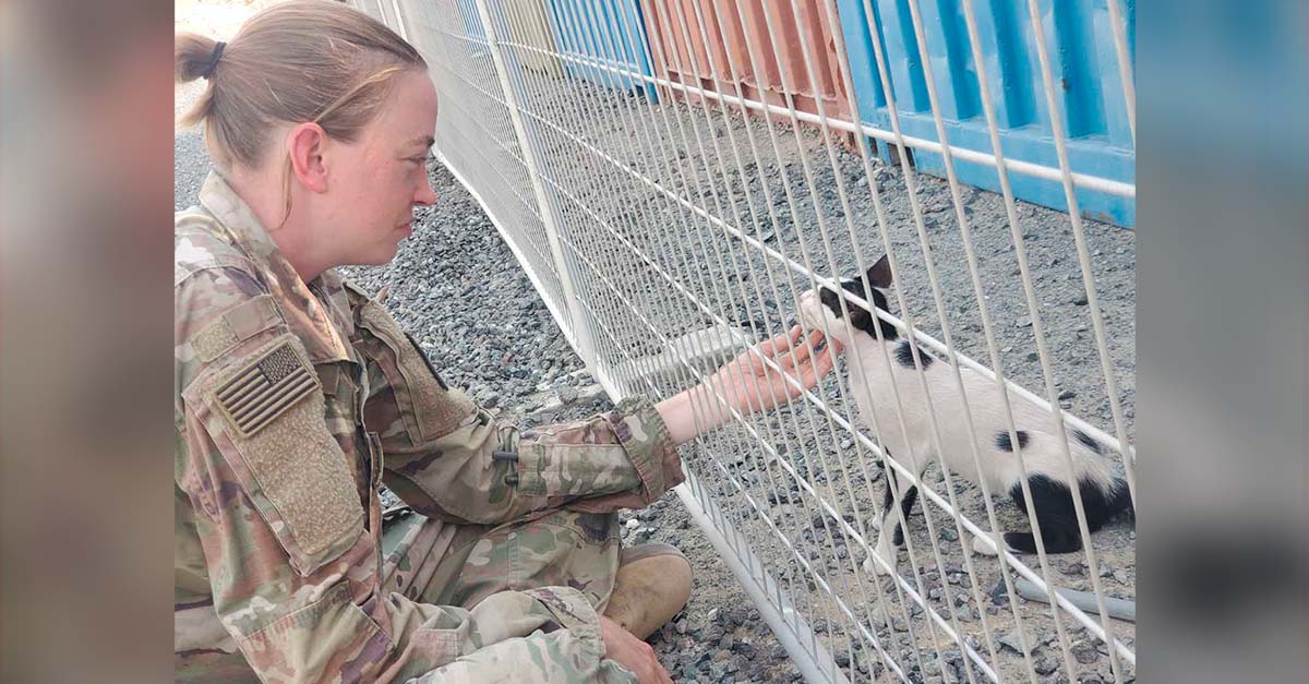 Soldado pide ayuda para poder volver a casa con dos gatitos que adoptó durante la guerra