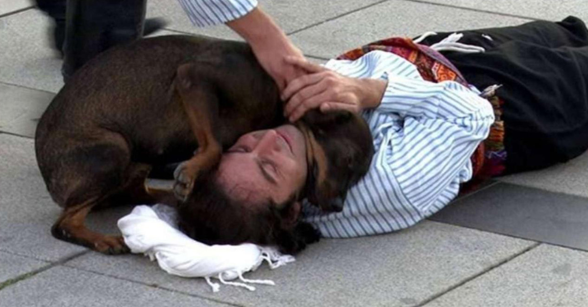 Perrito callejero vio a un hombre en el suelo quejándose y se acercó a consolarlo
