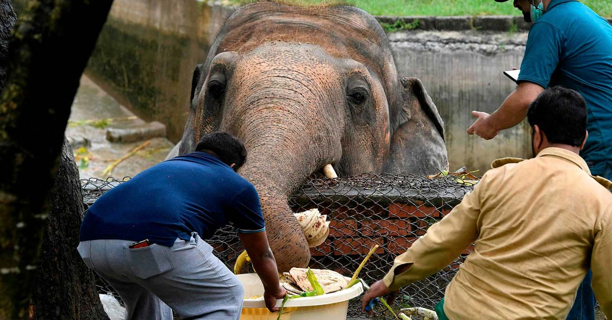 35 años en cautiverio!! ya es hora de que Kaavan el elefante vuelva a la libertad