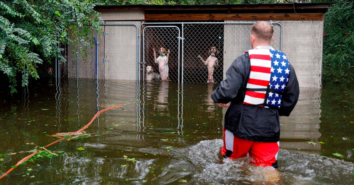 Regresaron… Héroes se adentran en la inundación para salvar animales que dejaron atrás