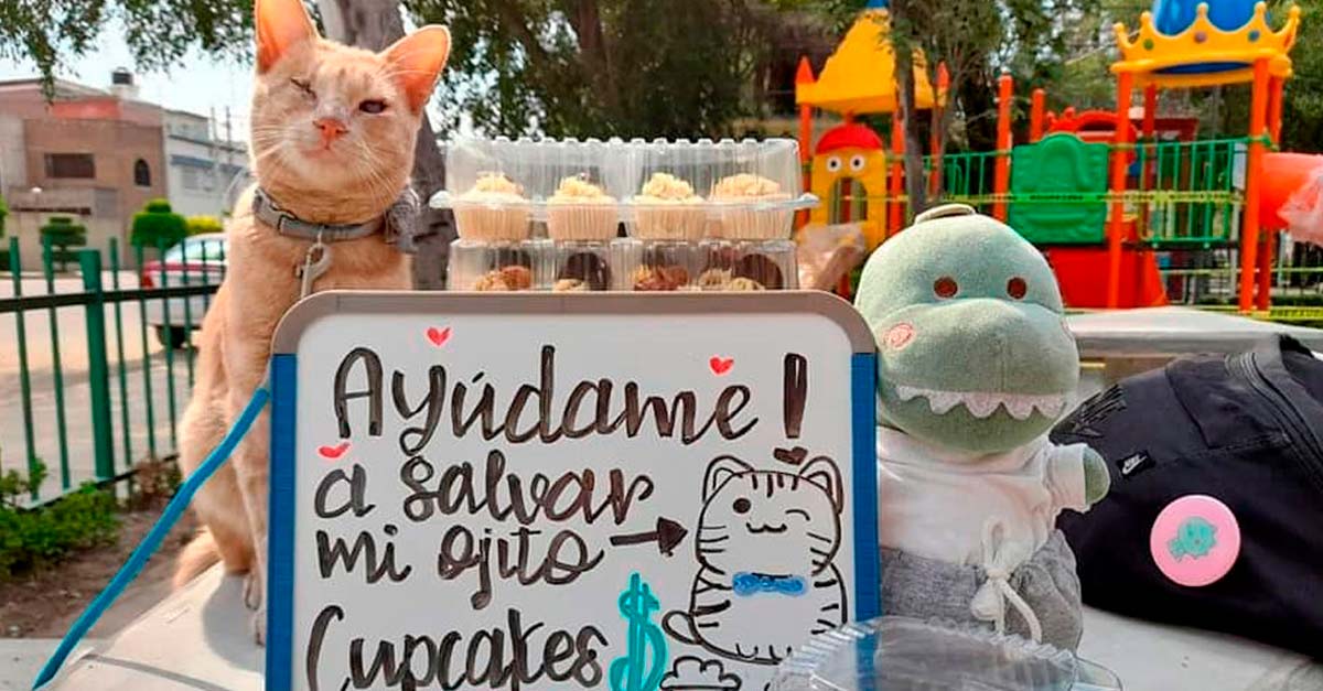 Niña vende cupcakes para salvar el ojito de su gatito, necesita una cirugía