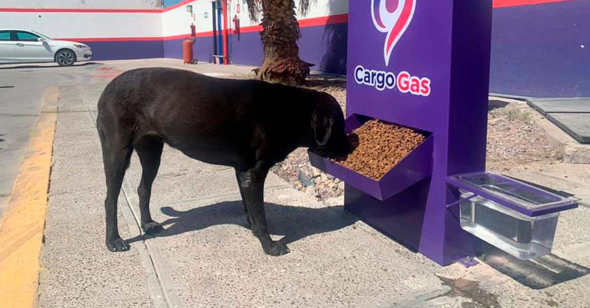 No sólo los autos recargan, Gasolinera pone zona de alimentación de perritos callejeros