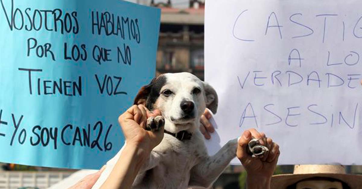 Gran idea… Activistas mexicanos piden que se cree base de datos de agresores animales