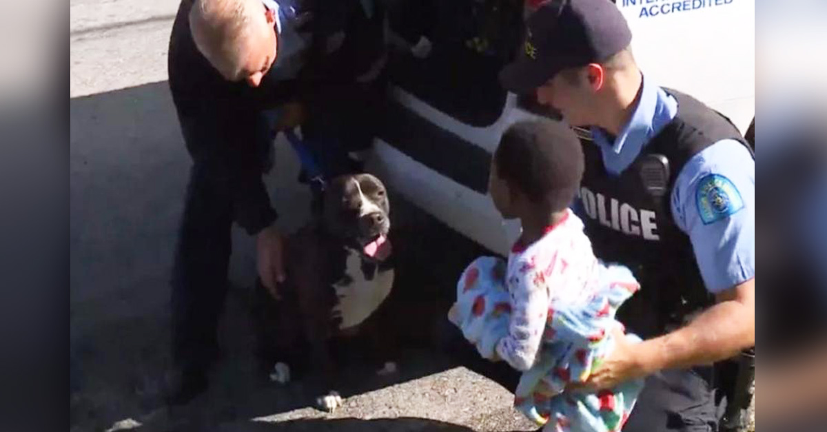 Perrito callejero vio a un niño perdido y se quedó cuidándolo hasta que llegó la policía