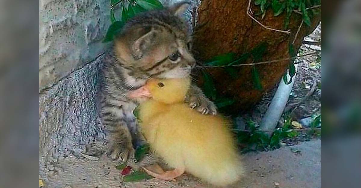 Gatito protege con un abrazo a su mejor amigo: un patito igual de bebé a él