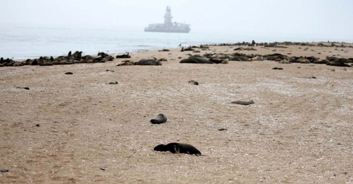 Otro insólito suceso sacude al mundo animal: aparecen 7.000 focas muertas sin explicación