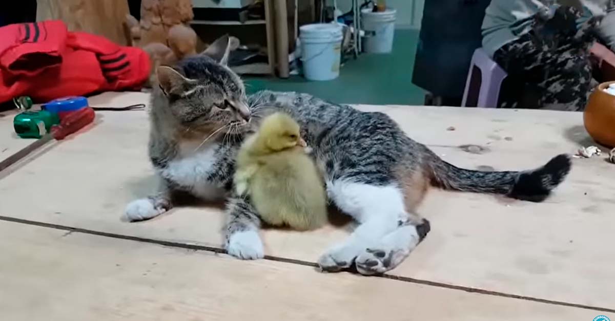 Los padres de este ganso lo abandonaron al nacer, pero esta gatita protectora lo adoptó