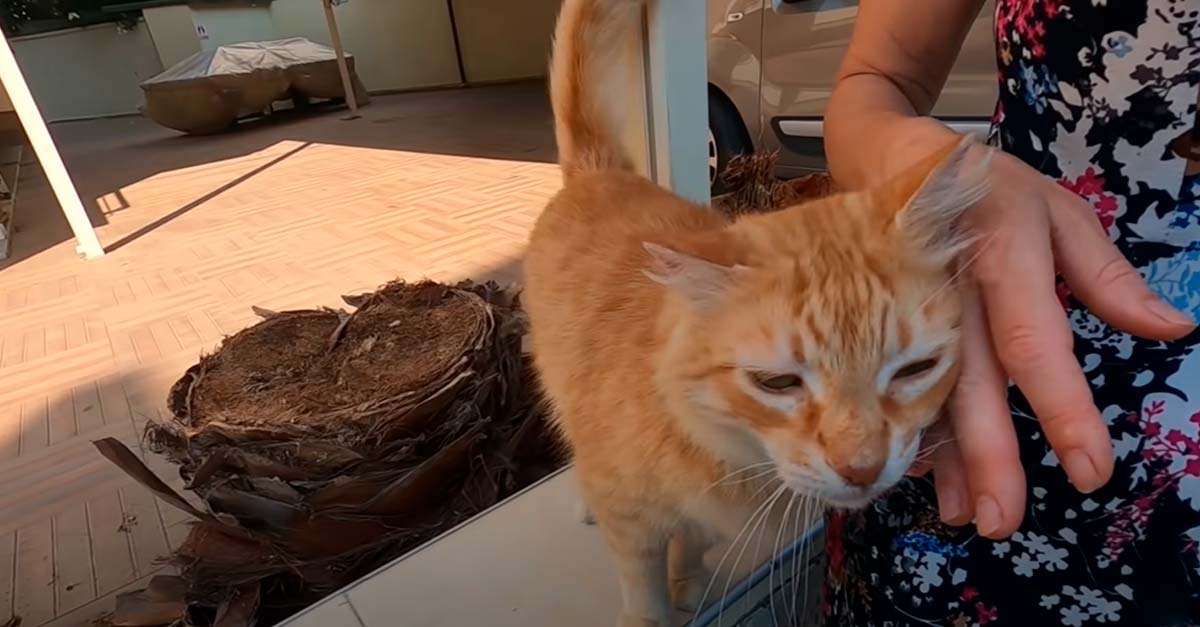 Mujer que alimenta callejeritos busca hogar para esta gatita que le ruega que la adopte
