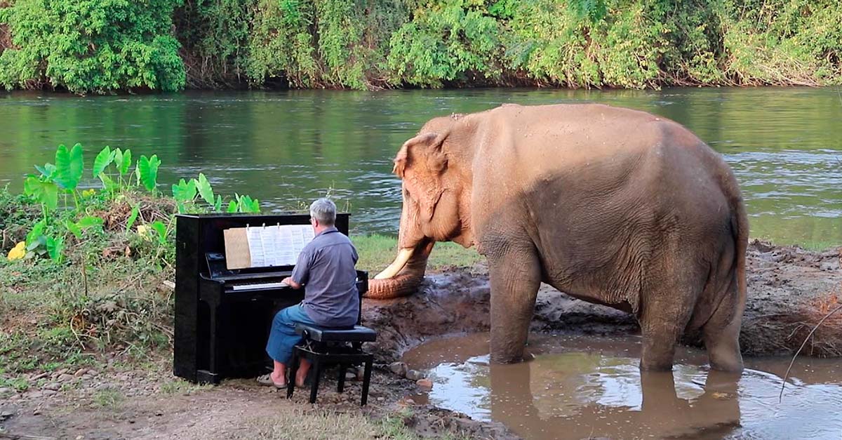 Pianista toca todas las mañanas para un elefante que vivió una vida llena de injusticias