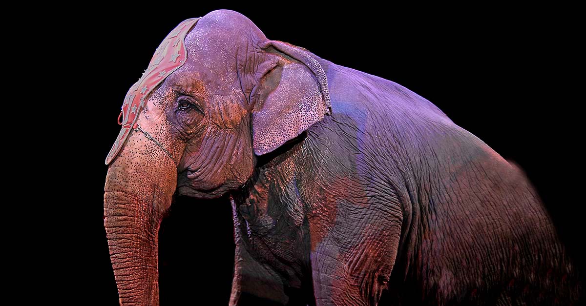 No más cadenas! Francia prohíbe tener animales salvajes en circos y acuarios
