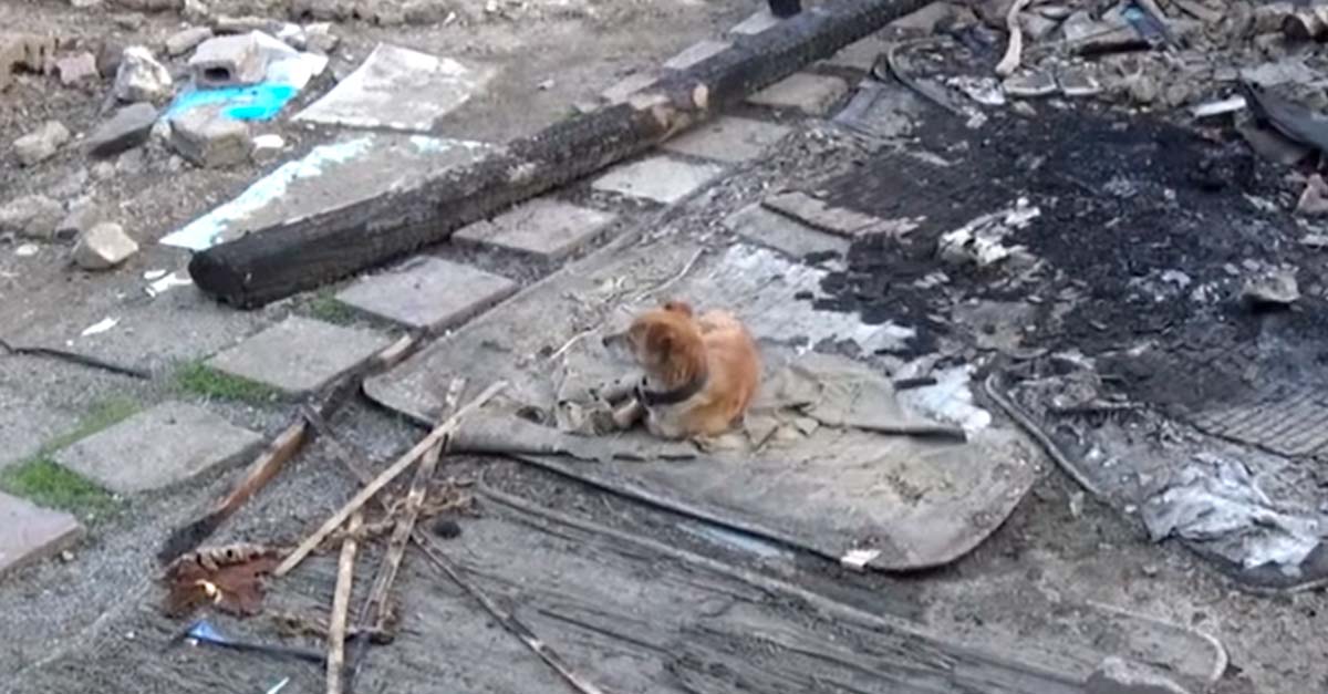 Perrito espera fielmente a su dueño en las ruinas que alguna vez fueron su hogar