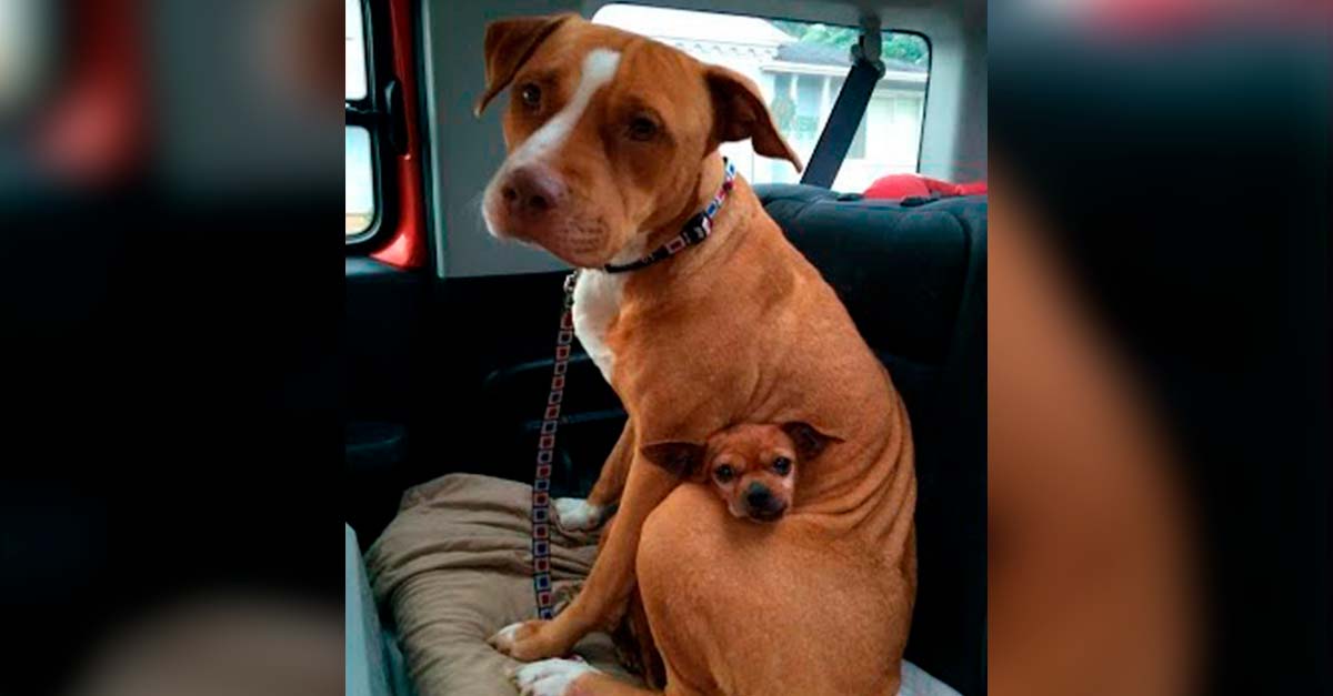 Una mujer adoptó a esta perrita Pitbull, pero ella traía un pequeño amigo consigo