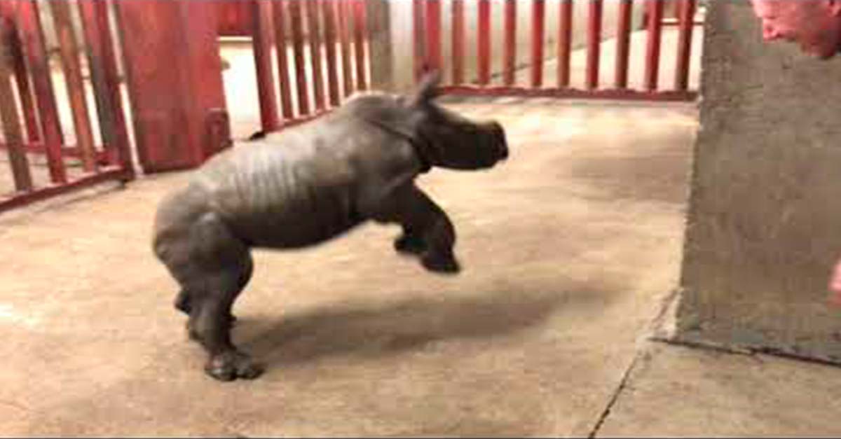 Rinoceronte bebé juega por primera vez y se convierte en el video más tierno del mundo