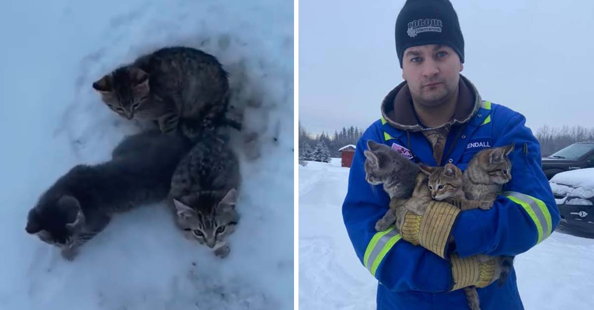 Usó café caliente para sacar a unos gatitos que se habían quedado congelados en el hielo