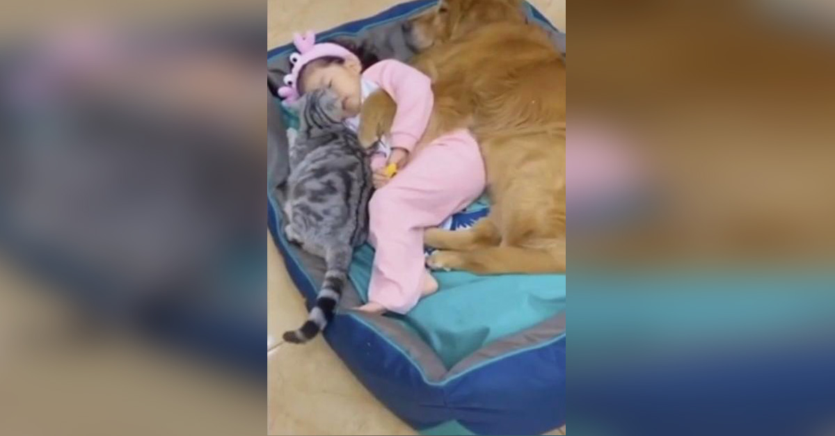 Tres especies en un solo abrazo, esta pequeña duerme abrazada a su perrito y a su gatito