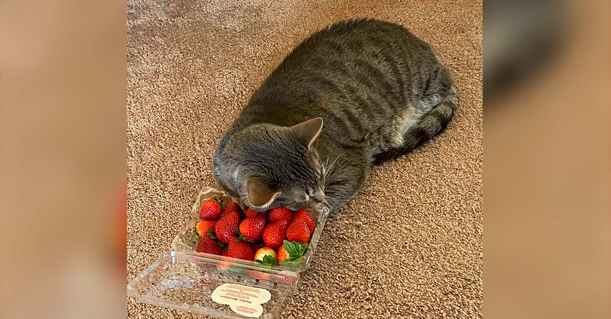 Este gatito ama las fresas más que a cualquier otra cosa en el mundo, lo obsesionan