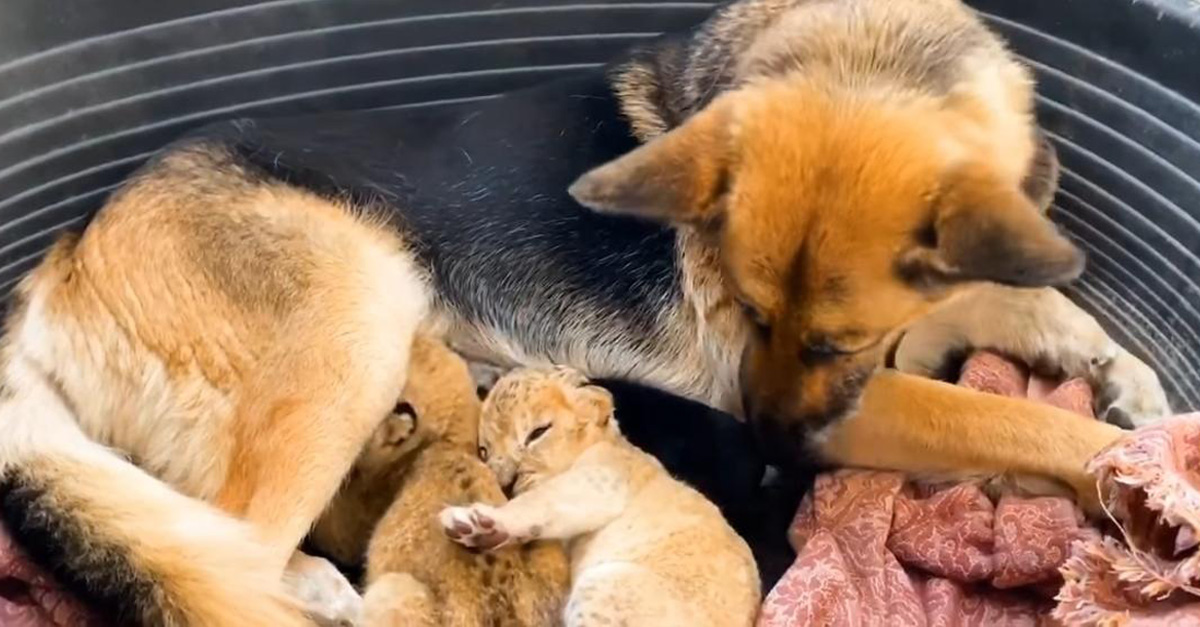 Mamá leona rechazó a sus bebés por ser muy débiles, pero esta perrita los salvó