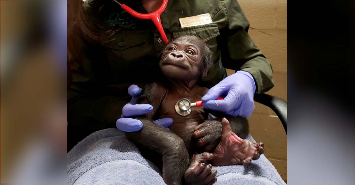 Bienvenido al mundo chiquitín, nace en zoológico bebé gorila en peligro de extinción