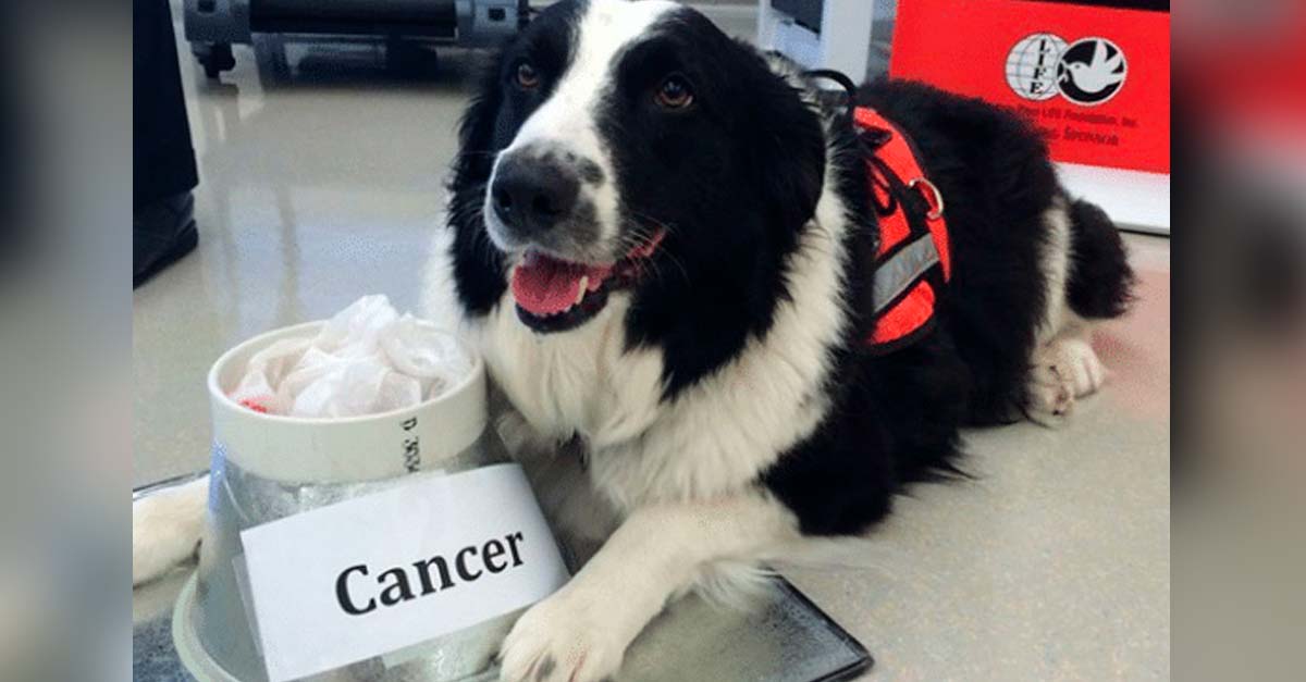Estudio demuestra que los perros son capaces de detectar tumores con un 93% de precisión