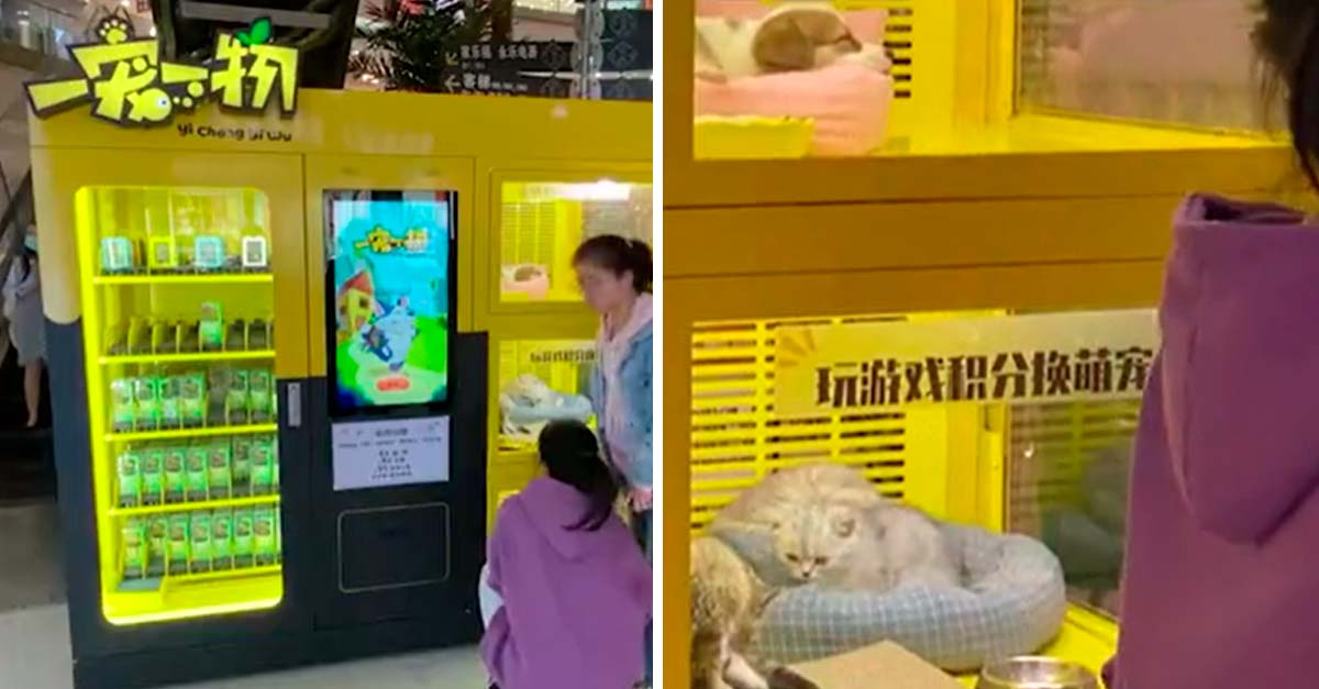 Protestas en China por máquina que daba de premio cachorros de verdad