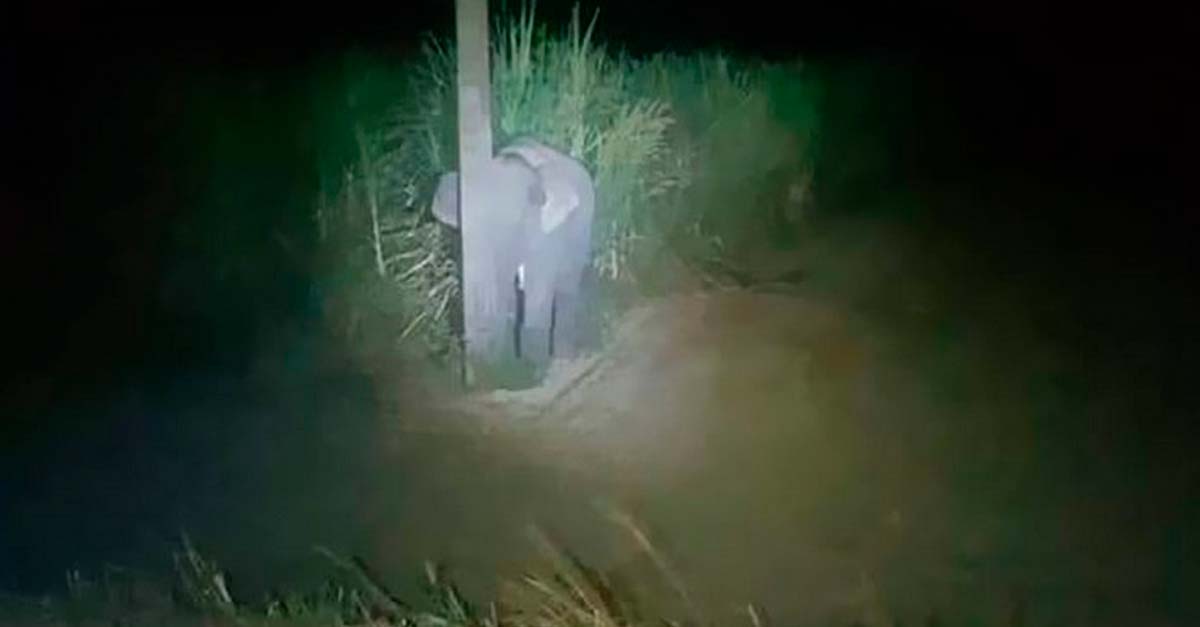 Elefante bebé se comía la caña de azúcar, lo descubrieron y se escondió detrás de un poste
