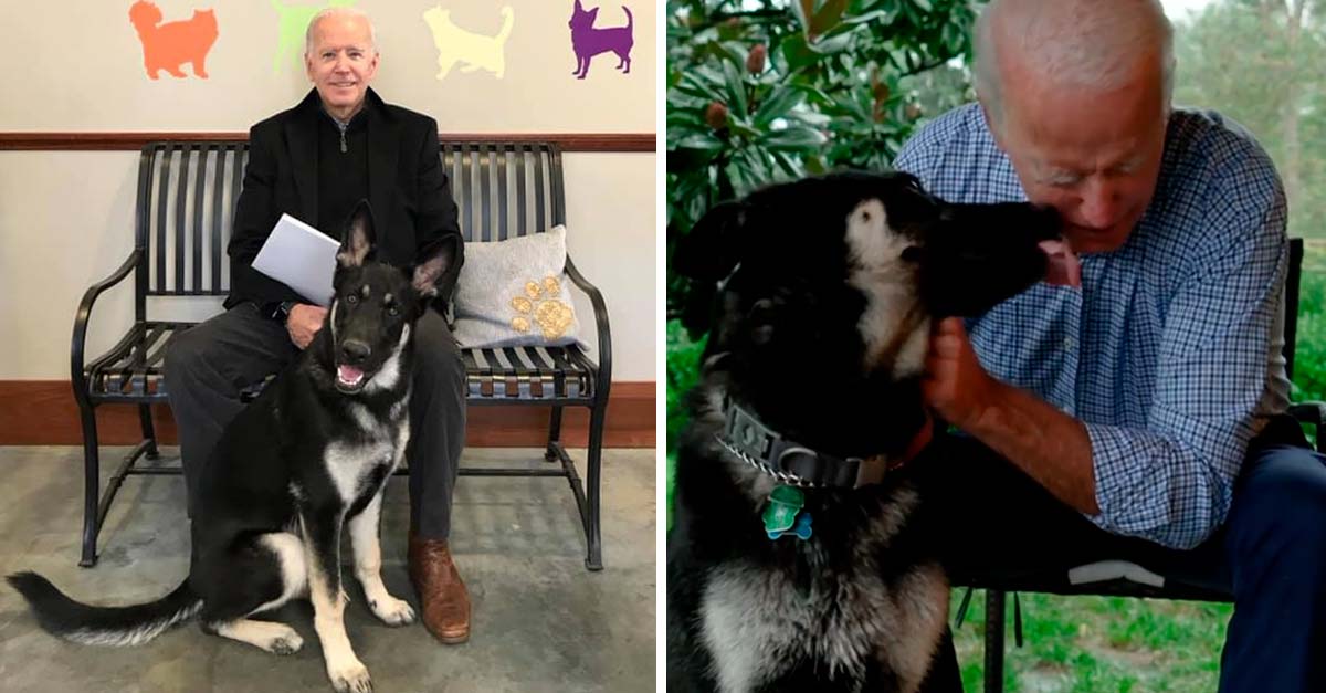 Biden no llega solo, este es Mayor el primer perro rescatado que vivirá en la casa blanca