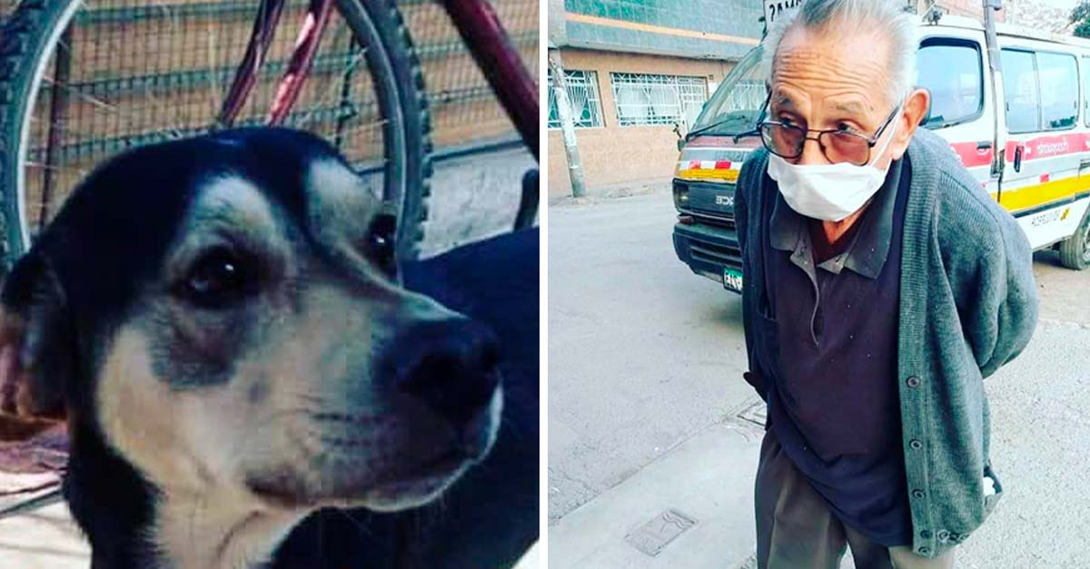 Con 84 años recorre a diario kilómetros a pie buscando a Kayfaz, su perrito perdido