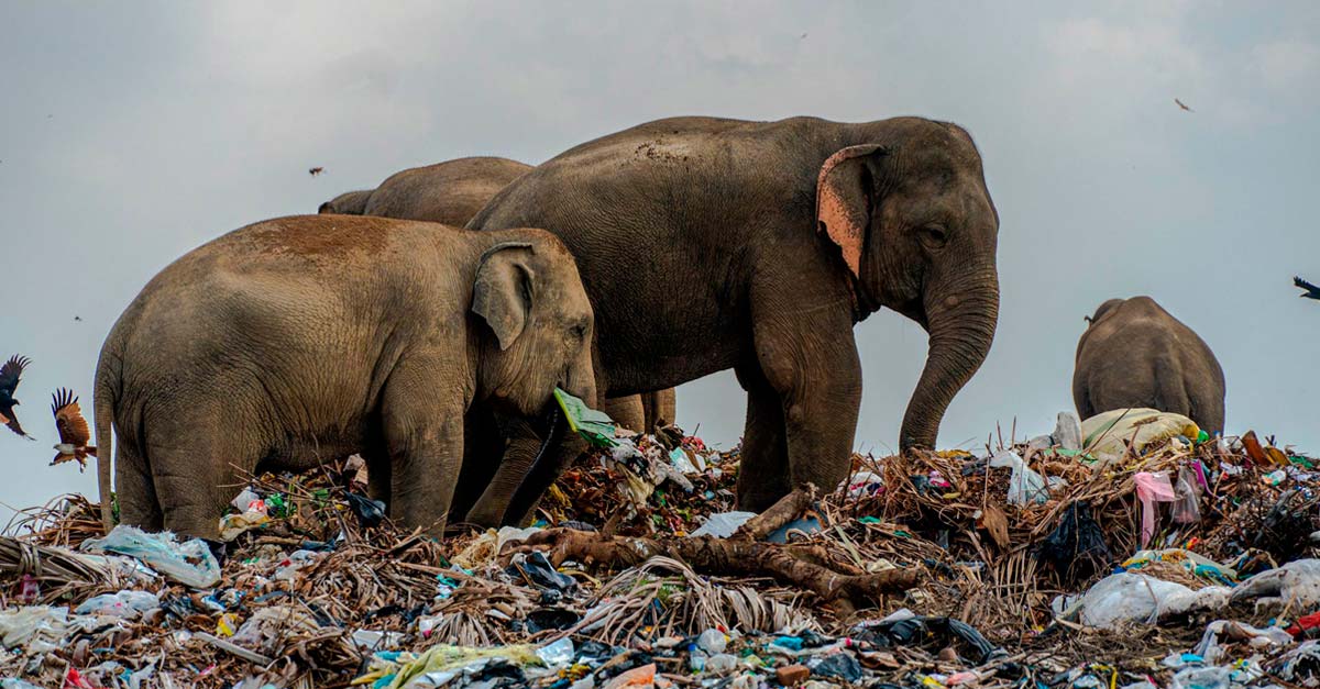 Prefieren abandonar el bosque y comer basura, así de mal están los elefantes en Sri Lanka