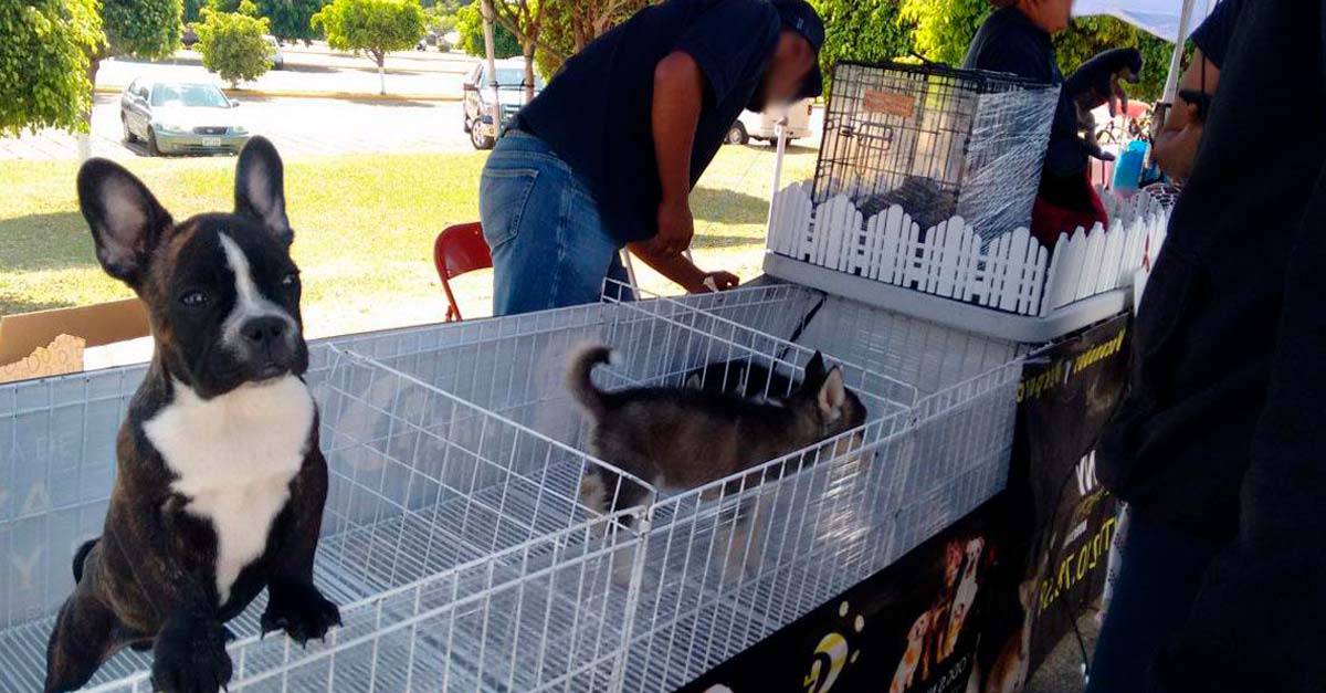 Senado de México aprueba sanciones a quienes comercialicen cachorros ilegalmente