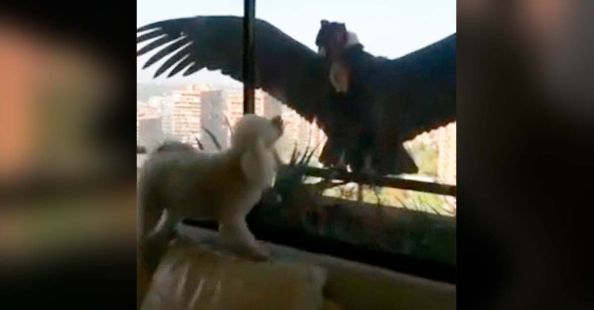 En Chile un vidrio evitó que un cóndor almorzara perrito con motitas de algodón