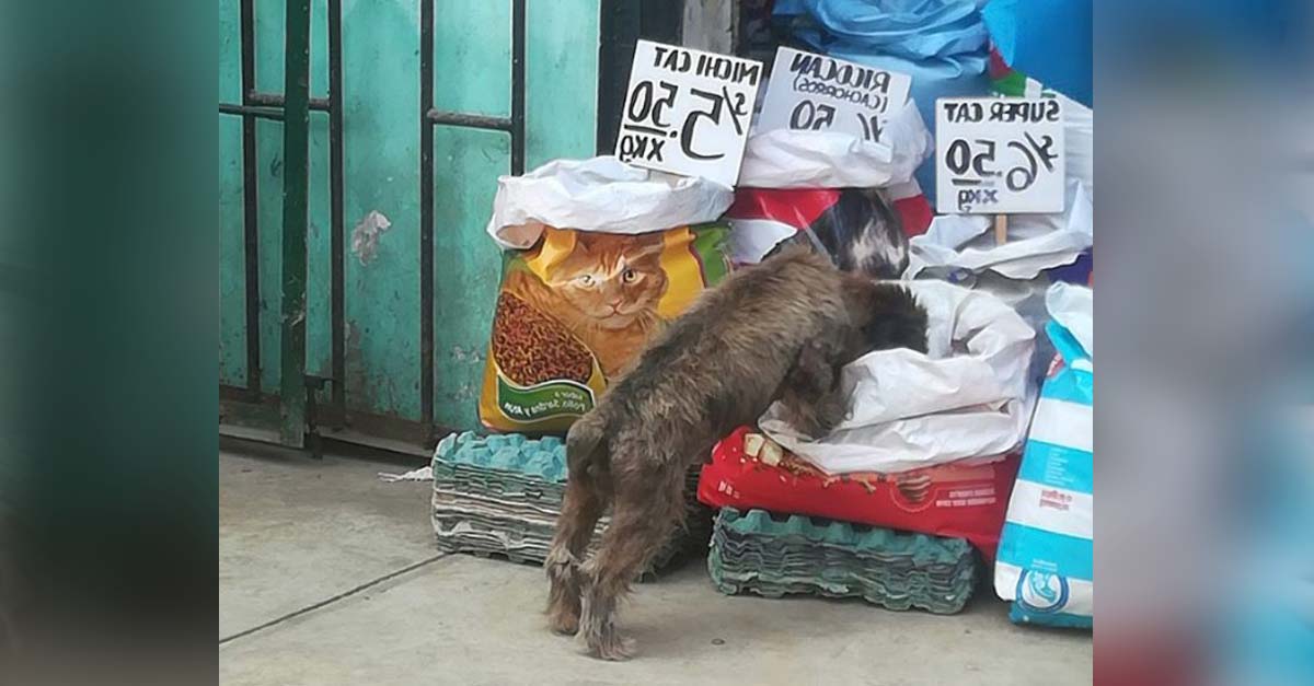 A tienda peruana no le importa que los perritos de la calle roben su comida