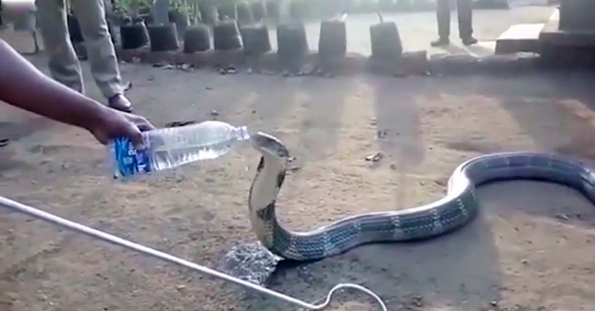 Los animales tienen tanta sed por las sequías que esta cobra se acercó a pedir agua