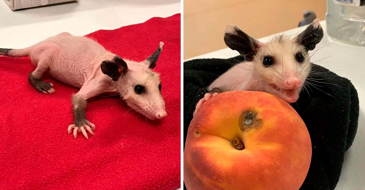 Un chico rescató a esta zarigüeya calvita, estaba tiritando de frío en medio del invierno